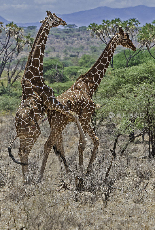 网状长颈鹿(Giraffa camelopardalis reticulata)，也被称为索马里长颈鹿。肯尼亚桑布鲁国家保护区。交配。